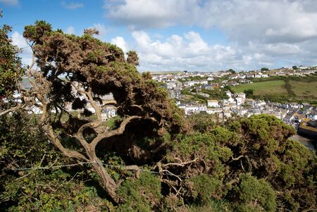 tree on Port Isaac in Cornwallの写真素材