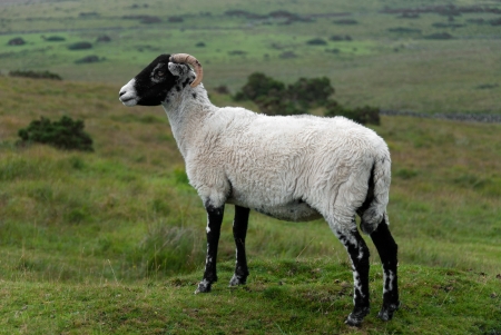 goat grazing in Dartmoor in Cornwallの写真素材