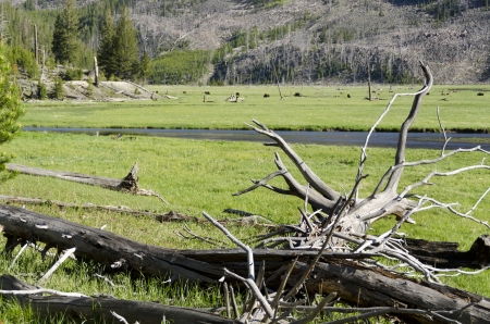 meadows and bison in Yellowstone National Park in Wyomingの写真素材
