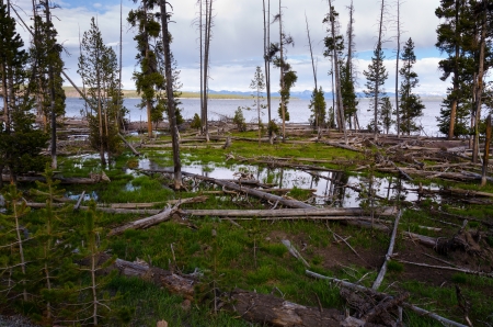trees on the shore of Yellowstone Lake in Wyomingの写真素材