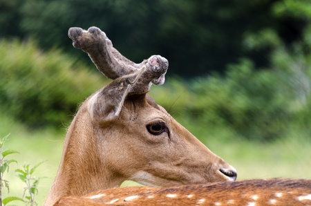 deer with antlers in closeup