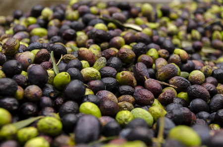 green and black olives in a mill ready to be squeezedの写真素材