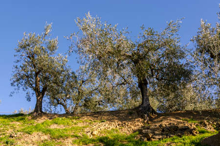 olive trees in the hills of Liguria in Italyの写真素材