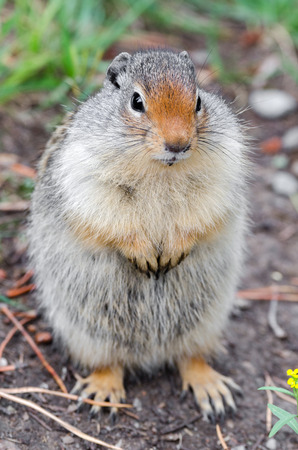 squirrel posing at Lake Louise in Banff in Canadaの写真素材
