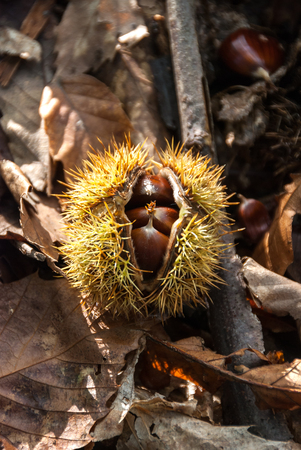 curly chestnut just opened in the fallの写真素材