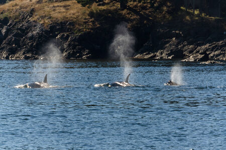 three orcas on the  sea of Vancouver Islandの写真素材