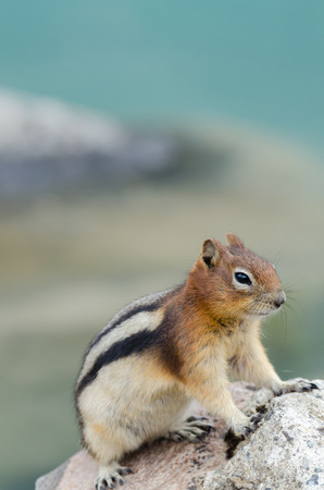Squirrel Chipmunk Lake Louise in Banff National Park in Alberta Canadaの写真素材