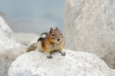 Squirrel Chipmunk Lake Louise in Banff National Park in Alberta Canadaの写真素材