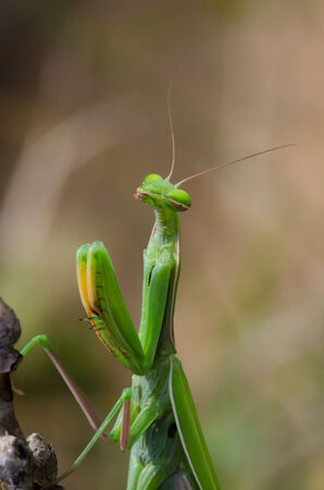 close up of a green praying mantisの写真素材