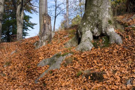 colors of leaves and trees in autumnの写真素材