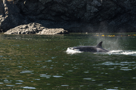 pod of orcas in Vancouver Canadaの写真素材