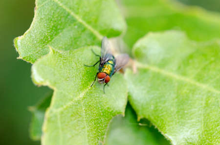 macro photo of a fly on a leaf