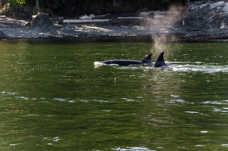 killer whales in the sea surface in Vancouverの写真素材