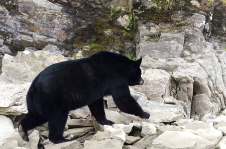 brown bear on the banks of the Blue River in Canadaの写真素材