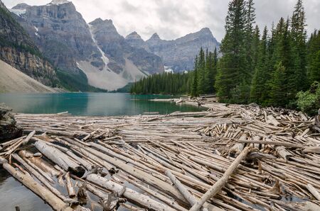 trunks on Moraine Lake in Canadaの写真素材