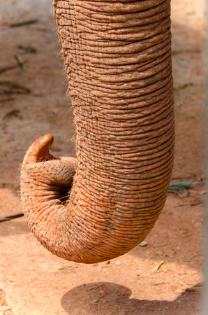 detail of the trunk of an elephantの写真素材