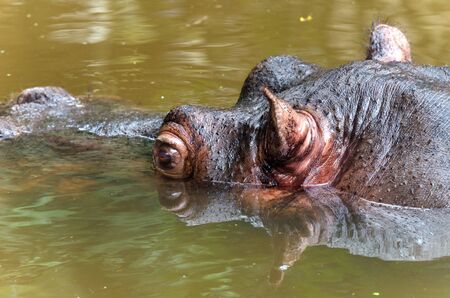 close up of a hippo in a pond