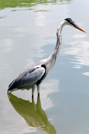 gray heron hunting in a pond in Brazilの写真素材
