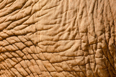 detail of the skin of an African elephantの写真素材