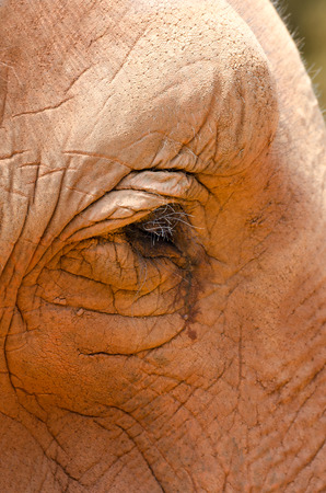 detail of the skin of an African elephantの写真素材