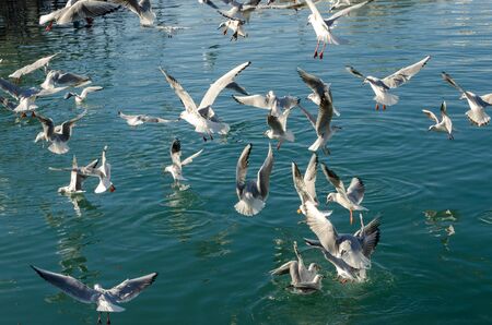 seagulls flying in the port of Genoaの写真素材