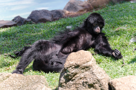 monkey resting on a lawn in Brazil