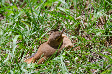Thrush resting in a meadow in Brazilの写真素材