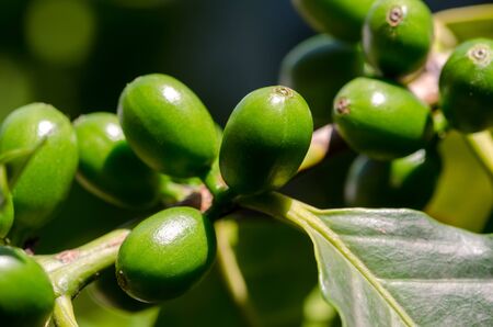 unripe coffee berries on the tree in Brazilの写真素材