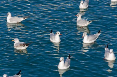 flock of gulls resting on the sea of ??Genoaの写真素材