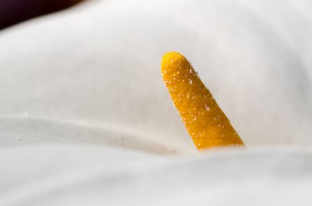macro photo of a white calla flowerの写真素材