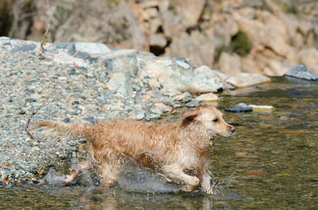 golden retriever running in the lakeの写真素材