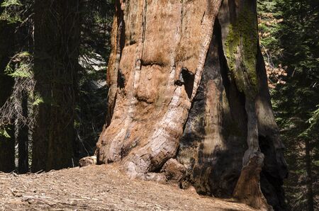 sequoia in Sequoia National Park in Californiaの写真素材