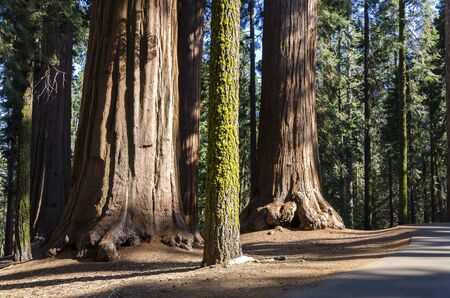 sequoia in Sequoia National Park in California