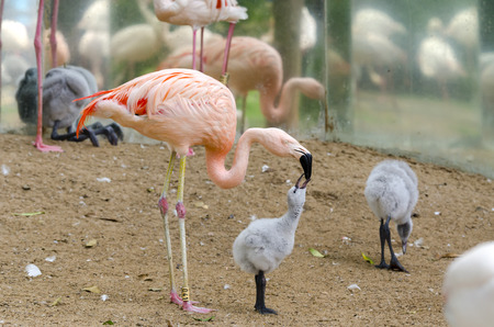 flamingo chick in the park of Iguazuの写真素材