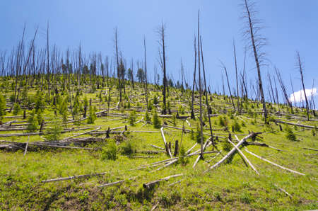 trees on the mountains of Yellowstone National Parkの写真素材