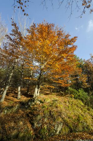 landscape and colors of autumn in Liguria