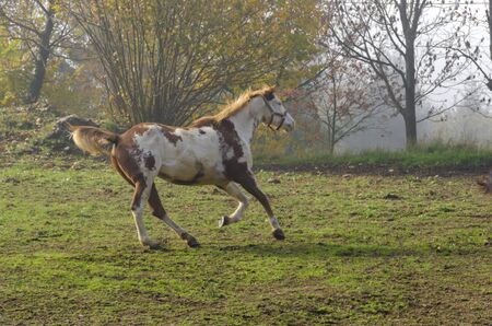 galloping horses in a meadow in Italyの写真素材