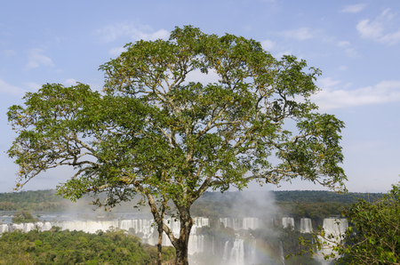 waterfall Iguacu Falls in Brazil and Argentinaの写真素材