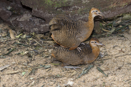 During mating pair of woodcock in Brazilの写真素材