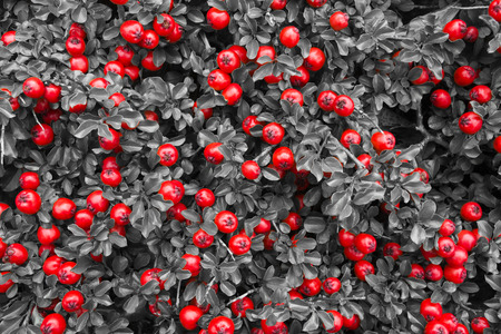 background of leaves and red berries in Norway