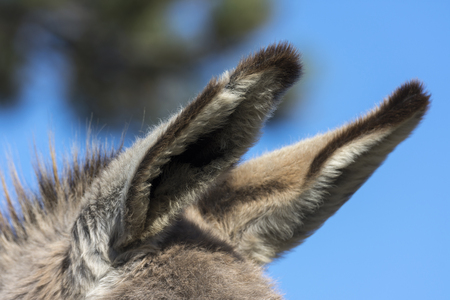 donkey in the Ligurian countrysideの写真素材
