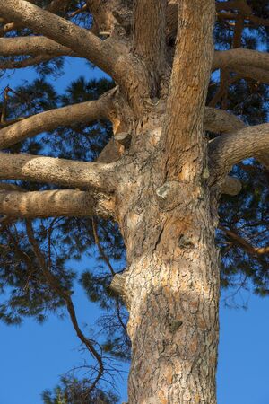 Maritime pine in Genoa in Italy