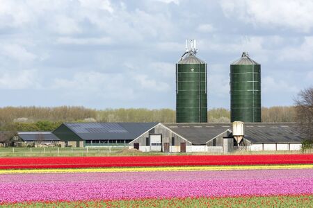 Wind turbines and in the Netherlands tulips in the springの写真素材