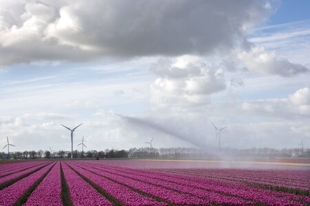Wind turbines and in the Netherlands tulips in the springの写真素材