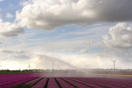 Wind turbines and in the Netherlands tulips in the springの写真素材