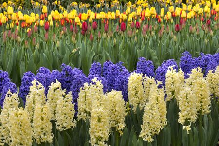 Colored hyacinth in Holland in springの写真素材