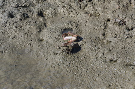 crab on the sand in Paraty, Brazilの写真素材