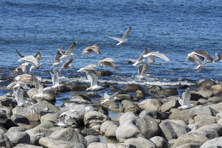 seagull on the sea in Eggum in Norwayの写真素材