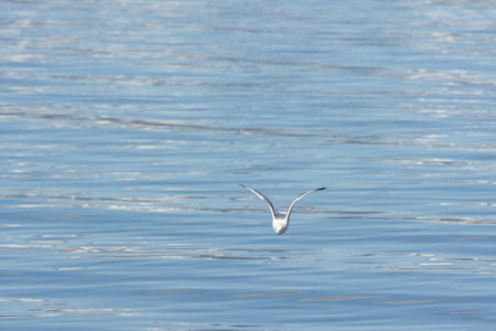 seagull on the sea in Eggum in Norwayの写真素材
