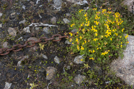 protected park area in Eggum in Lofoten, Norwayの写真素材